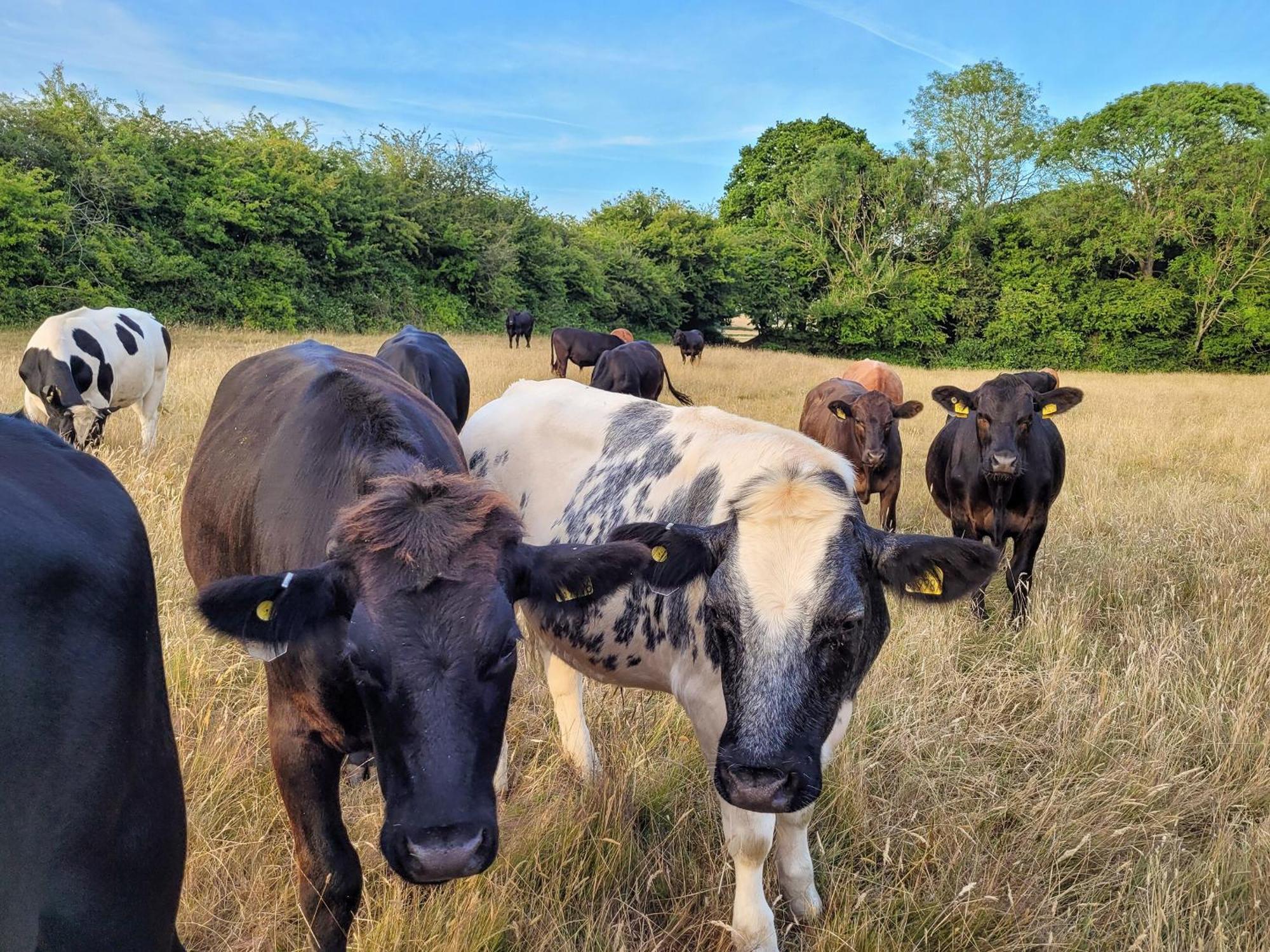Hayfield Haven-Uk40691 Villa Crowhurst  Ngoại thất bức ảnh